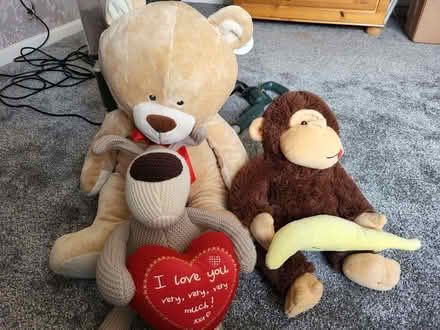 Photo of free Teddies (Upton CH2) #1