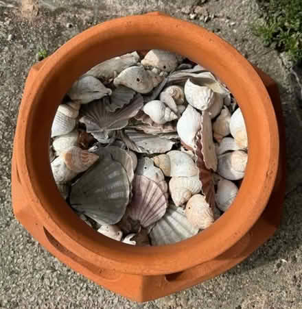 Photo of free Shells (Ellesmere Port) #1