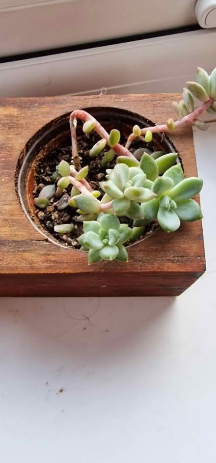 Photo of free Rubber plant (HU5 Hull) #1