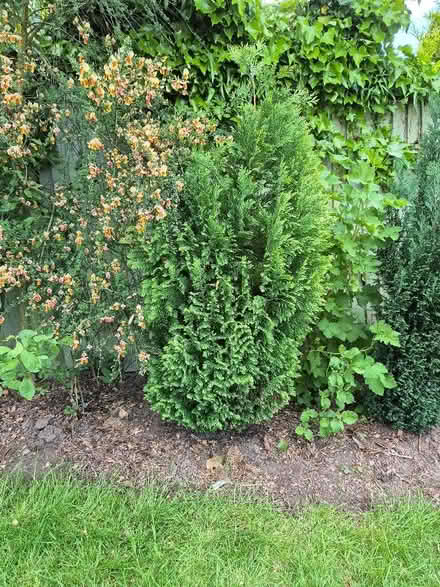 Photo of free Evergreen tree (Tytherington SK10) #1