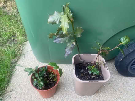 Photo of free Holly seedlings (Plumpton CA11) #1