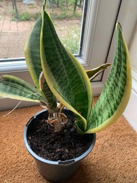 Photo of free Mother in Laws tongue (in need of TLC) (Purbrook PO7) #1