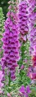 Photo of free Foxgloves (Tilehurst RG31) #1