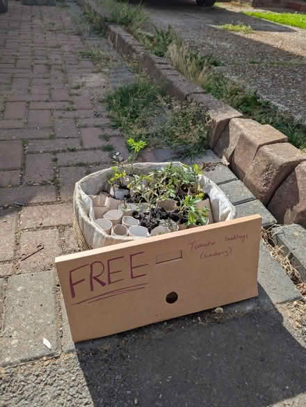 Photo of free Cherry Tomato seedlings (suncherry) (Bellfields GU1) #1