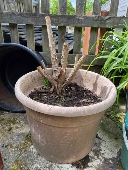 Photo of free Butterfly Bush (Great Kingshill HP15) #1