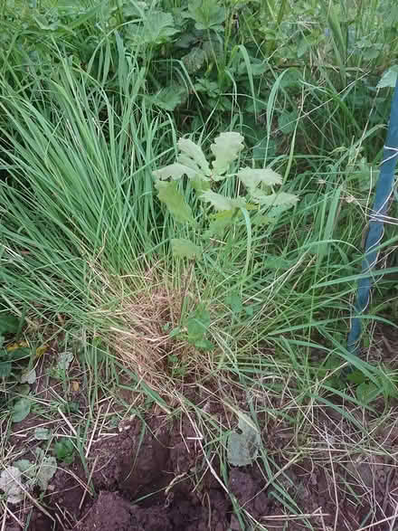 Photo of free Baby oak tree (Fishponds/Downend BS16) #1