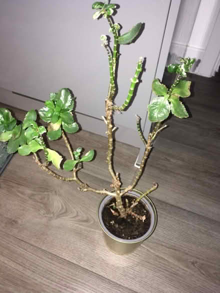 Photo of free Kalonchea (Greenwich MV, SE10) #1