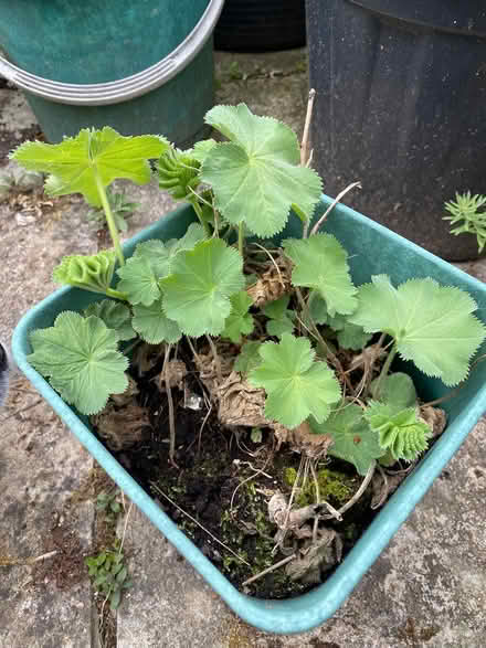 Photo of free Lady’s Mantle (Great Kingshill HP15) #1