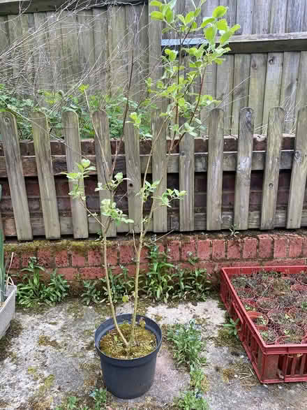 Photo of free Willow tree (Great Kingshill HP15) #1