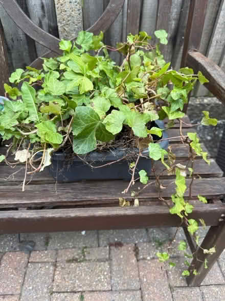 Photo of free Ivy plant (Orpington) #2