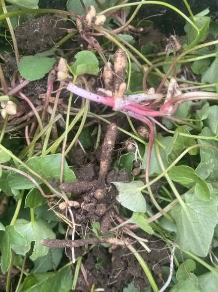 Photo of free Lesser Celandine plants & bulbs (Surlingham NR14) #2