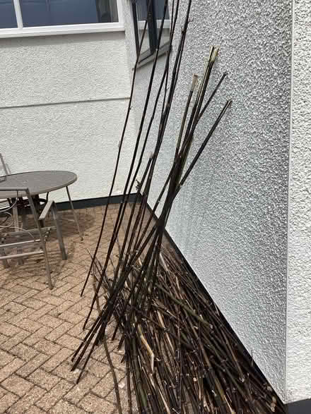 Photo of free Bamboo canes (St Austell Cornwall) #1