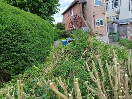 Photo of free branches for firewood or chipping (Stafford ST17) #3