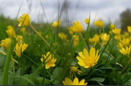 Photo of free Lesser Celandine plants & bulbs (Surlingham NR14) #3