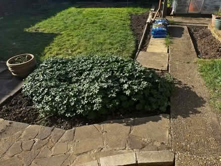 Photo of free Ground cover geraniums (Warners End HP1) #1