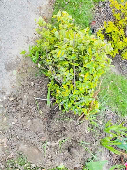 Photo of Bushes (Romulus, mi) #2