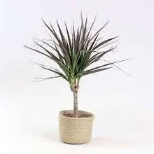 Photo of free dragon tree - Dracaena Marginata (Carlton Hill BN2) #1