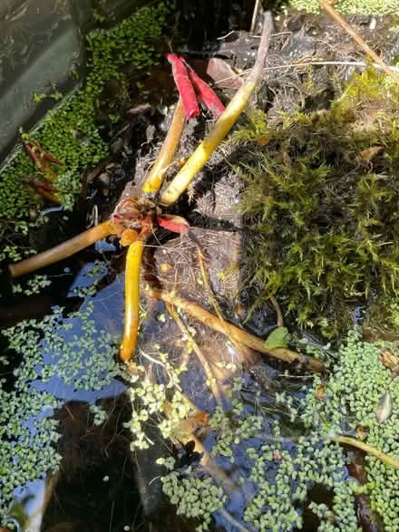 Photo of free Waterlily (Mudeford BH23) #1