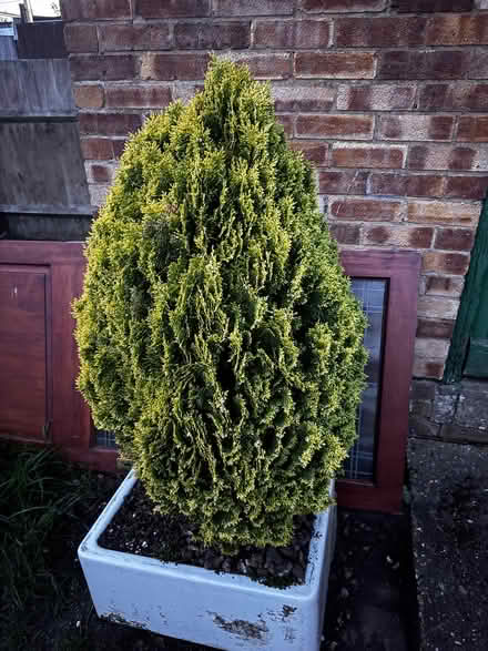 Photo of free Shrub - small fir - sink not included (Warners End HP1) #3