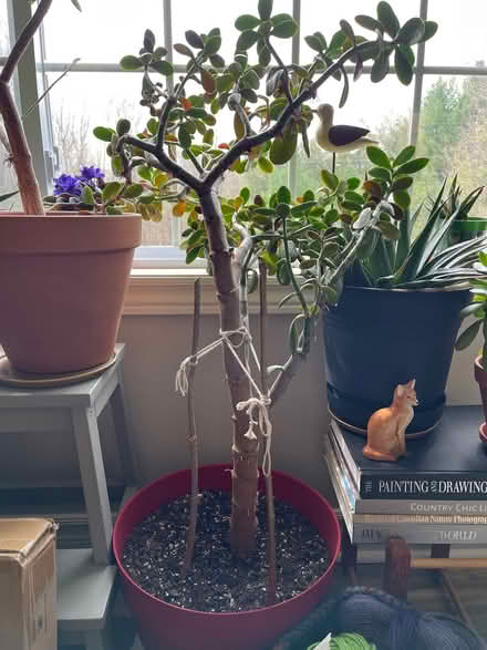Photo of free Two jade plants (Ottawa) #2