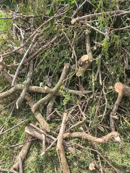 Photo of free Fireplace Woods (Manchester Hulme M15) #4