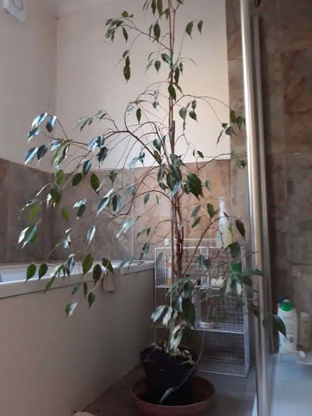 Photo of free Weeping fig house plant needs a home & TLC (Hanover BN2) #1