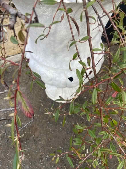 Photo of free Urn and plant (Hopgrove lane north yor32 9TF) #2