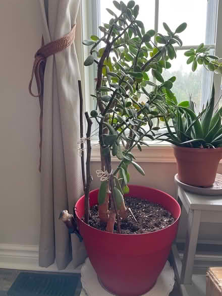 Photo of free Two jade plants (Ottawa) #1