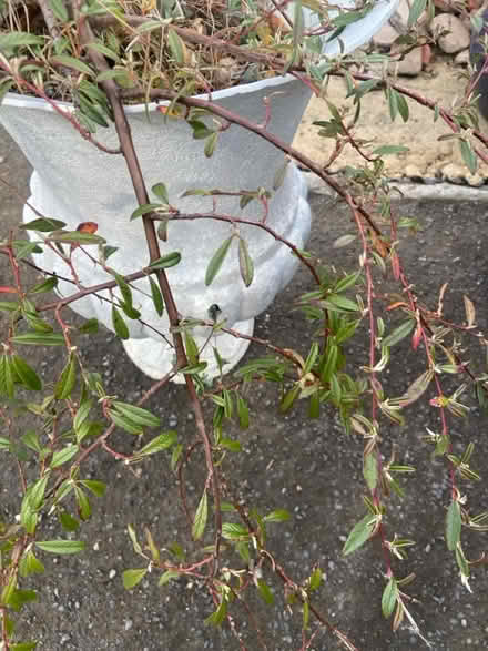 Photo of free Urn and plant (Hopgrove lane north yor32 9TF) #3