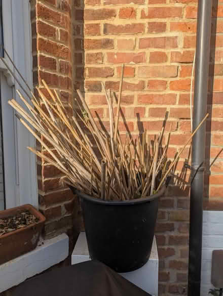 Photo of free Bamboo (OX4 Boulter Street) #1