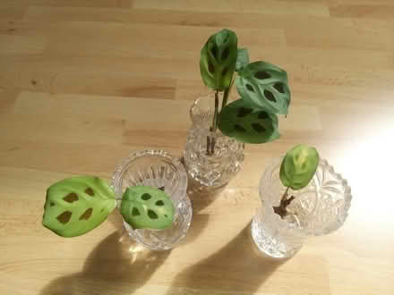 Photo of free Prayer plant cuttings (Penwortham PR1) #1