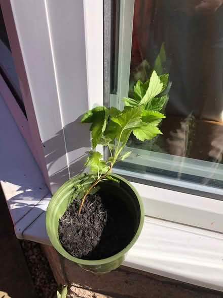 Photo of free Blackcurrant seedling (Gogarloch EH12) #1
