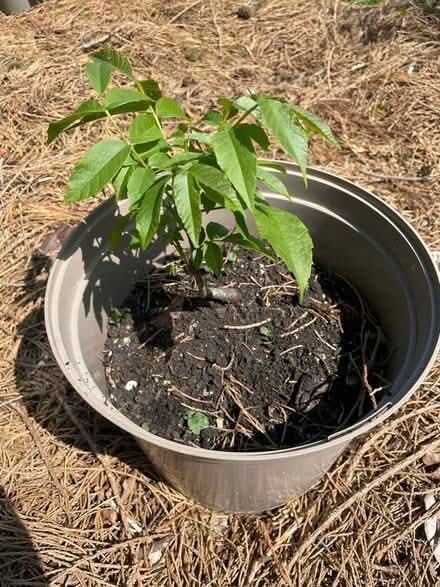 Photo of free Baby walnut tree. (Malvern WR14) #1