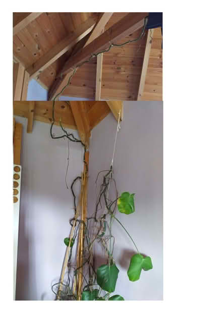 Photo of free Indoor Cheese Plant (Avebury SN8) #2