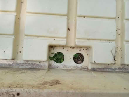 Photo of free Plant grow pan for seedlings (West Asheville) #2
