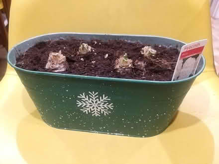 Photo of free 4 Hyacinth bulbs in winter planter (Penwortham PR1) #1