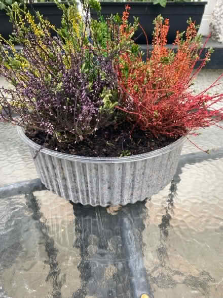 Photo of free colorful heather (Whyteleafe) #1