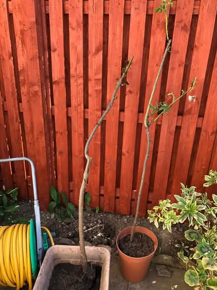 Photo of free Climbing roses (Gogarloch EH12) #1