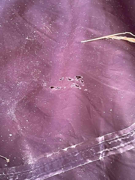 Photo of free 2 man tent (EX11) #4