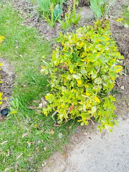 Photo of Bushes (Romulus, mi) #1