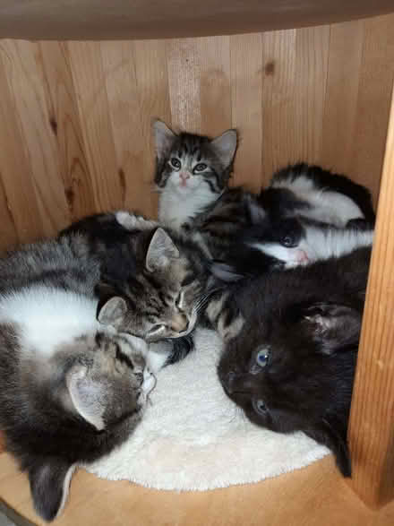 Photo of cat and kitten food (Woodlands TW7) #1