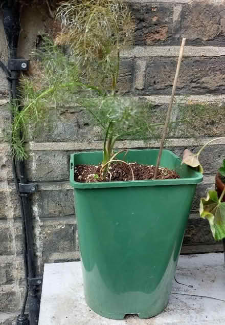 Photo of free Bronze fennel plant (Ladywell SE4) #1