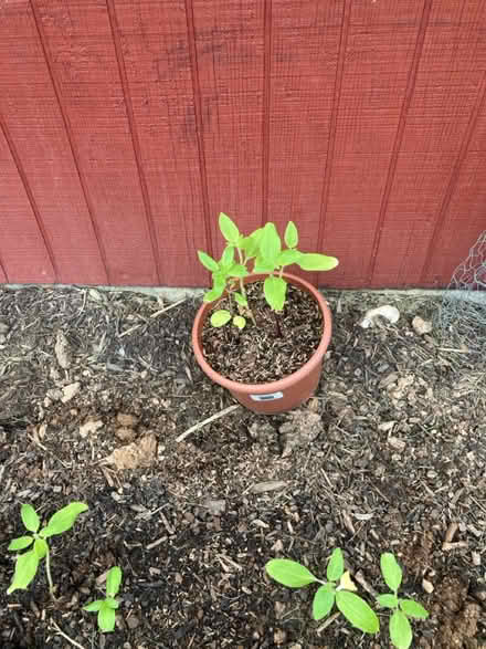 Photo of free Mammoth Sunflower seedlings (Clover Hill, near Ft Detrick) #1