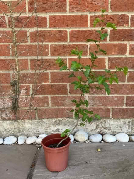 Photo of free Hope grown trees (Barnham Broom NR9) #2