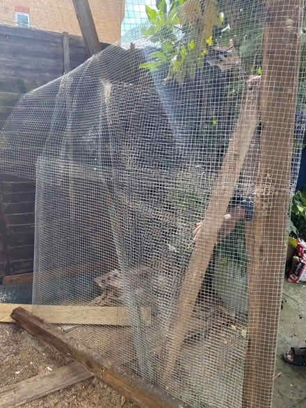 Photo of free Wire Netting (Springbank GL51) #1