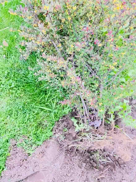 Photo of Bushes (Romulus, mi) #4