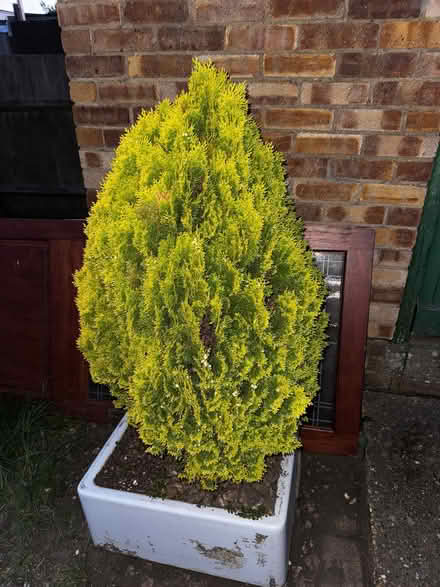 Photo of free Shrub - small fir - sink not included (Warners End HP1) #1