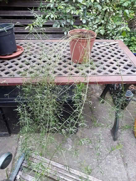 Photo of free Houseplants: sprengeri, palm (Balsall Heath B13) #2