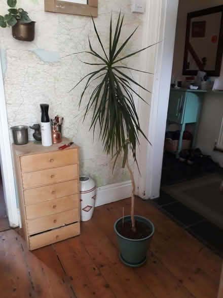 Photo of free Houseplants: sprengeri, palm (Balsall Heath B13) #1