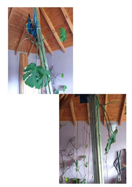 Photo of free Indoor Cheese Plant (Avebury SN8) #3